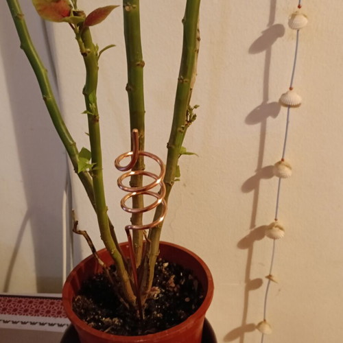 Copper spiral antennas set of 4 for plant growth, new