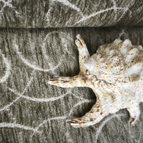 Spider shell finished like new, 13 centimeters