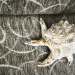 Spider shell finished like new, 13 centimeters