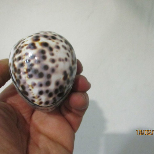 Handmade Cowrie & Abalone box like new