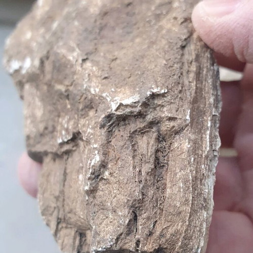 Petrified wood from Greece new