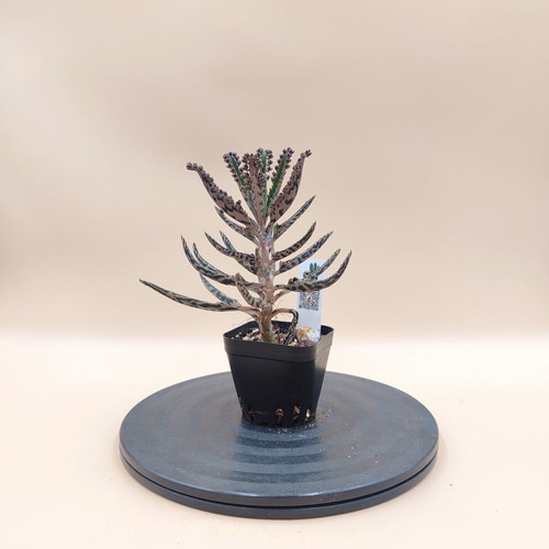 Mother of Thousands succulent plant, mini pot