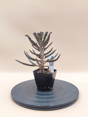 Mother of Thousands succulent plant, mini pot