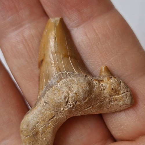 Fossilized shark tooth from Morocco