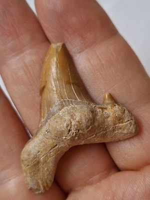 Fossilized shark tooth from Morocco