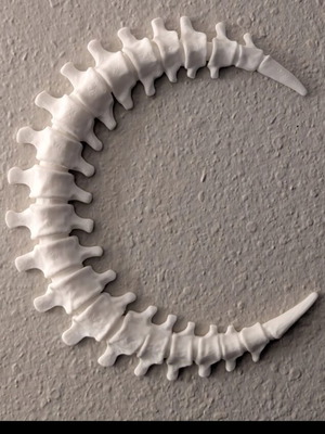 Bone Decorative Moon 23cm new