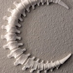 Bone Decorative Moon 23cm new