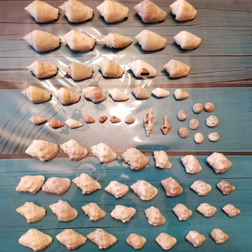 720 seashells various designs and sizes
