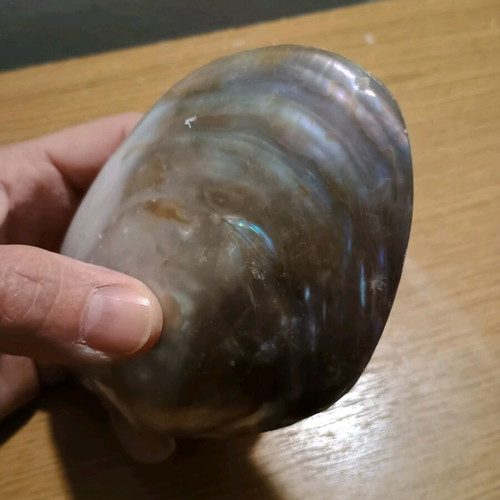 Decorative shell new