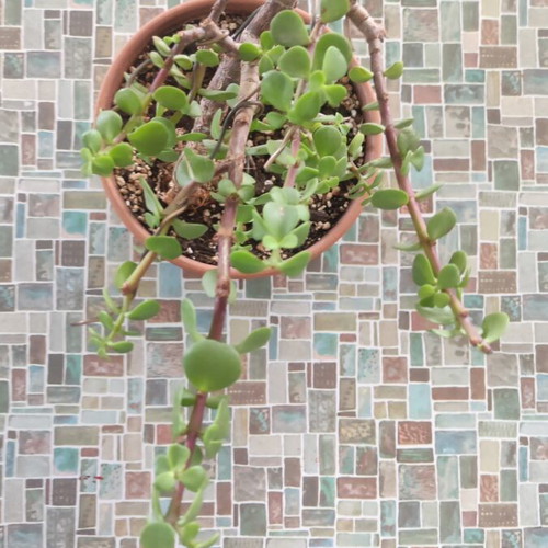 Portulacaria Afra bonsai plant