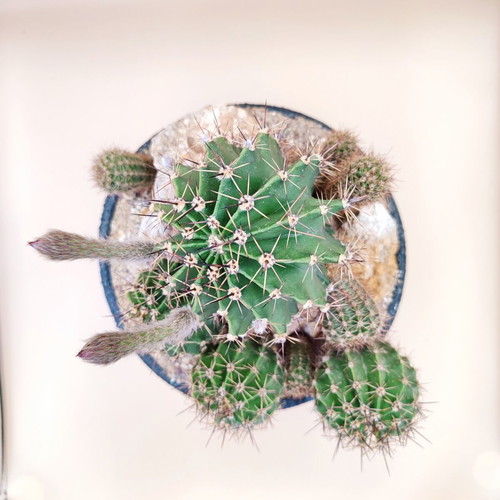 Echinopsis arrangement in ceramic pot new