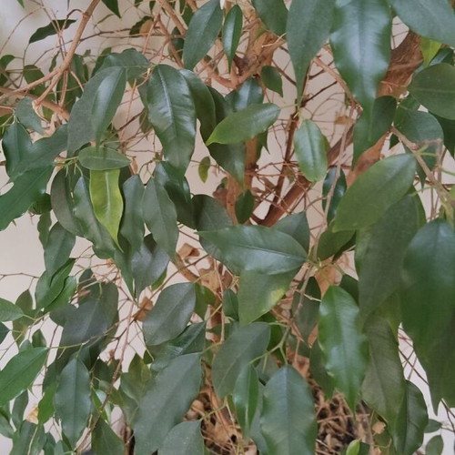 Ficus Benjamina 2.5 Meter Tall Like New Indoor Plant