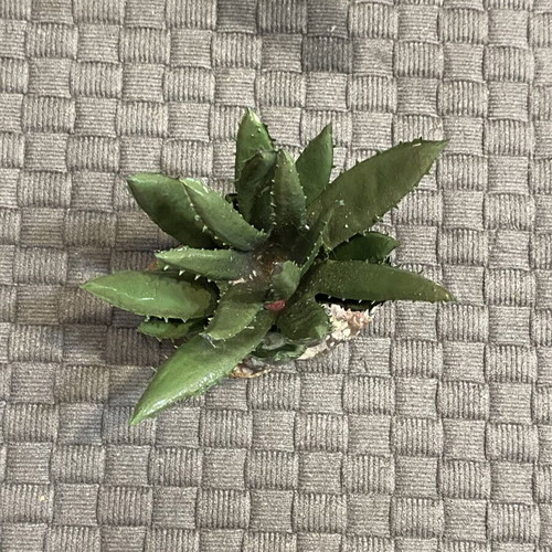 Decorative Aloe Plant for Aquarium and Terrarium, new