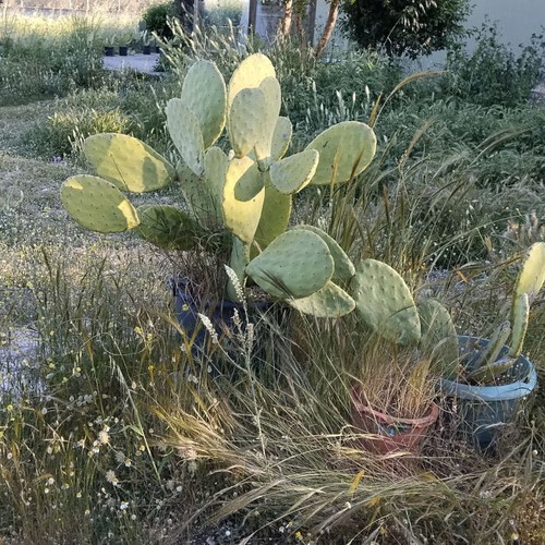 Prickly Pear Cactus in Pot, Like New, Medium Size 0.8m-1m Height
