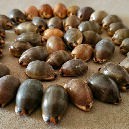 Mini Pig Shells like new, pack
