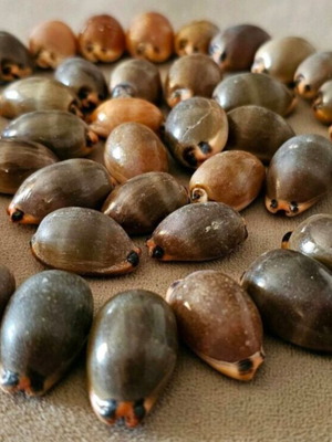 Mini Pig Shells like new, pack