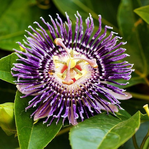 Passiflora Incarnata climbing plant seeds, 10 pcs