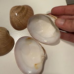 Seashells like new for decoration