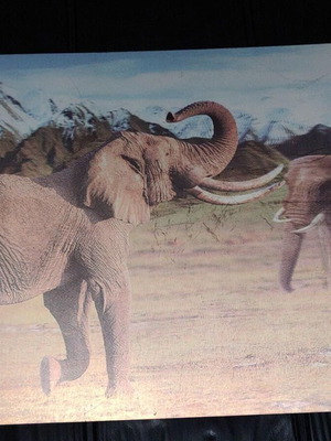3D Decorative Wall Art with African Elephants Effect 39x29cm like new