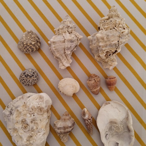 Jar with natural seashells like new