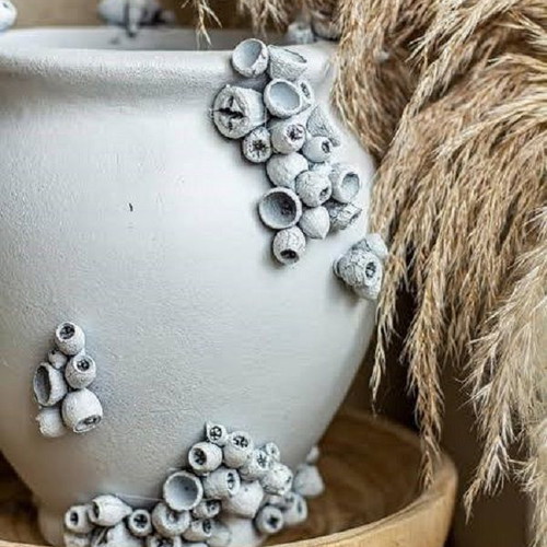 Barnacle shells pack of 38 new for crafts and decoration