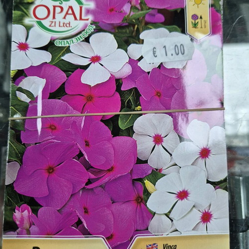 Petunia new seeds with great variety