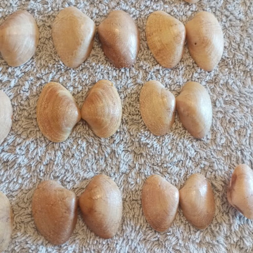 Natural butterfly-type seashells and rare oysters for decoration