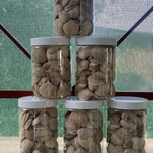 Natural seashells from Greek seas for decoration and crafts, 6 jars of 750ml, like new