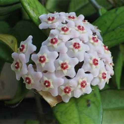 Hoya Carnosa seeds, 25 mix colors, scented climbing plant