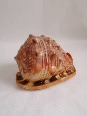 Κοχύλια μεταχειρισμένα, natural big sea shells, Wanbao conch helmet shell