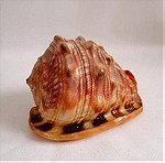  ΚΟΧΥΛΙΑ Natural Big Sea Shells Snail Wanbao Conch Helmet shell