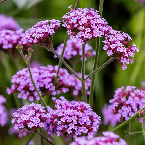 Verbena Purpletop Vervain perennial ornamental plant seeds, 30 pcs