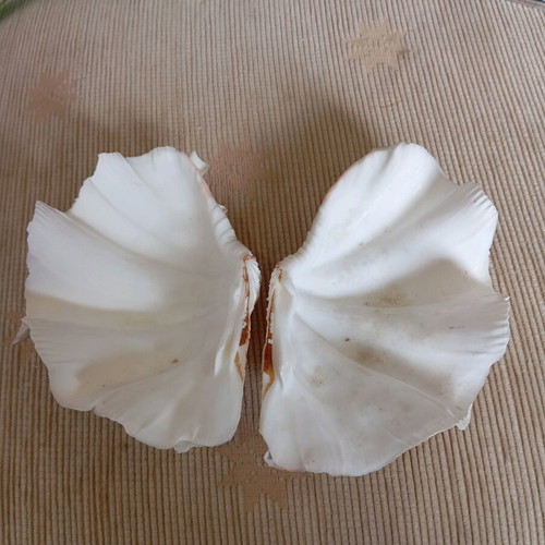 Shell used, two pieces, length 14 cm, width 9 cm