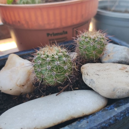 Echinopsis cacti set of 2 in handmade ceramic pot, new