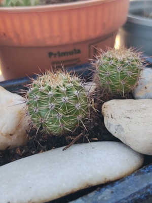 Echinopsis cacti set of 2 in handmade ceramic pot, new