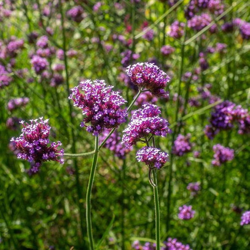 Verbena Purpletop Vervain perennial ornamental plant seeds, 30 pcs