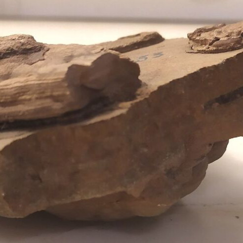 Silicified Hemispherical Stromatolite from Brazil, Precambrian