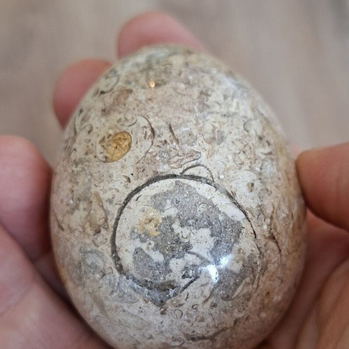 Decorative dinosaur egg from fossil limestone, new