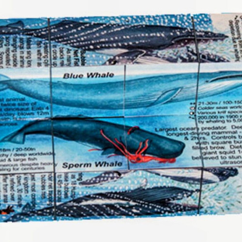 Zoobookoo Cube Book Dolphins and Whales new, educational