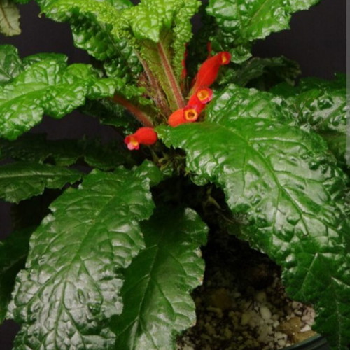 Gesneria christii new tropical plant from Caribbean