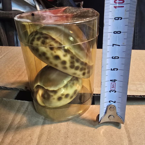 Set of 2 Purple Top Tiger Cowrie decorative shells