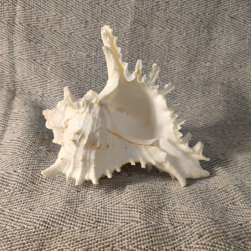 Murex shell like new, 14x10x11 cm