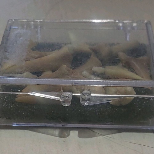 Shark teeth collectible new, set of 16 pieces