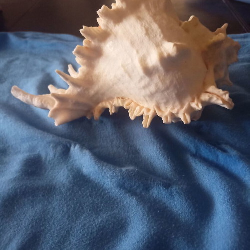 Natural Murex Ramosus Shell like new, 27x18cm