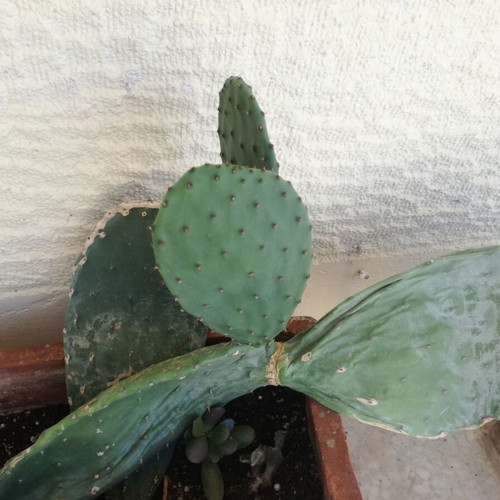 Opuntia cactus used with large leaf in pot