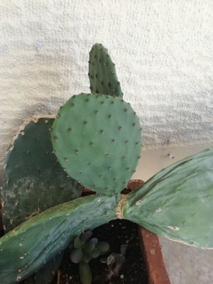 Opuntia cactus μεταχειρισμένο με μεγάλο φύλλο σε γλάστρα