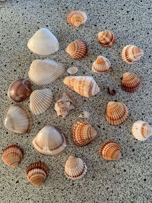 Seashells various colors and sizes for decoration like new