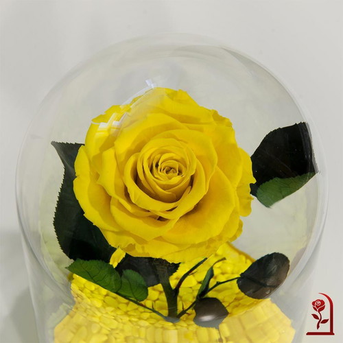 Yellow natural preserved rose in large glass dome made to order