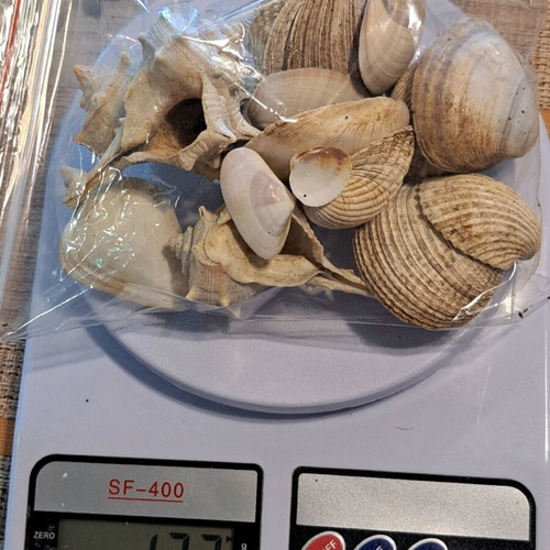 Seashells like new in various sizes