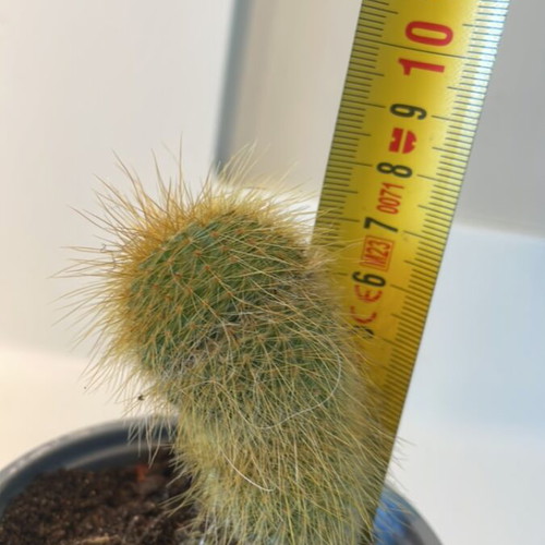 Cleistocactus cactus 7cm height new